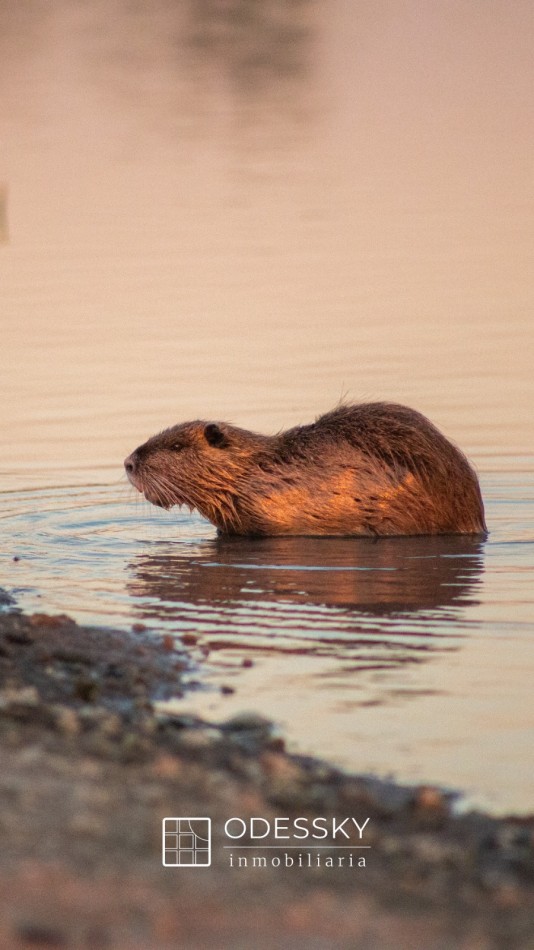 Cañuelas -Fraccion en venta de 10.750 m2 en Chacras de la Trinidad ,Club de campo y polo