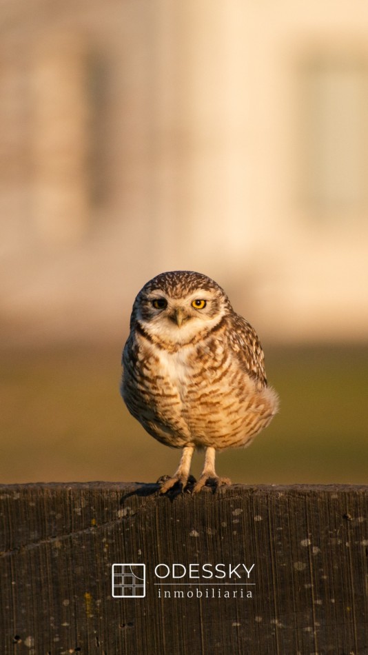 Cañuelas -Fraccion en venta de 10.750 m2 en Chacras de la Trinidad ,Club de campo y polo