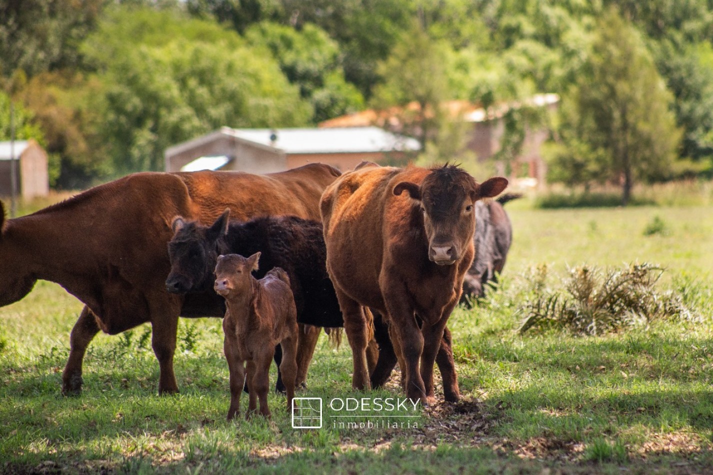 Uribelarrea -Hermosa fraccion de 3,5 ha a la venta 