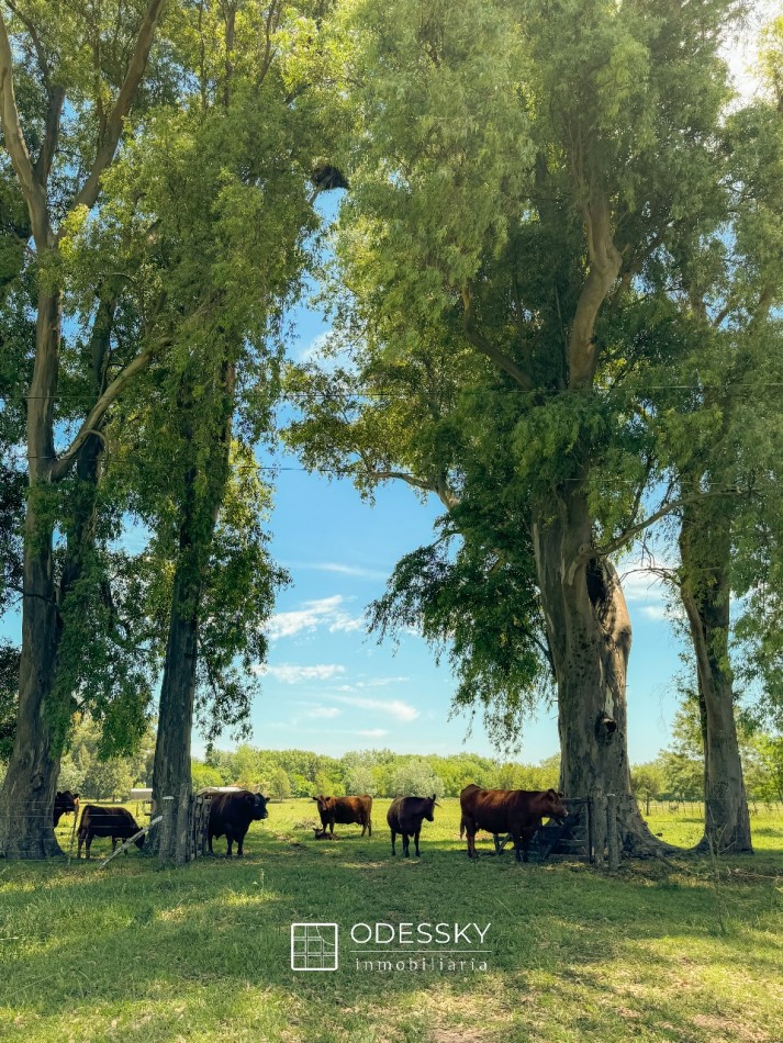 Uribelarrea -Hermosa fraccion de 3,5 ha a la venta 