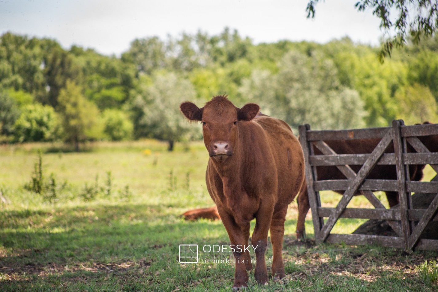 Uribelarrea -Hermosa fraccion de 3,5 ha a la venta 