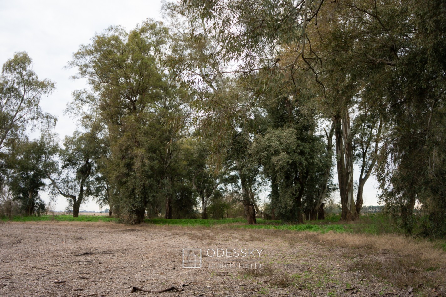 Cañuelas -17 ha en venta 
