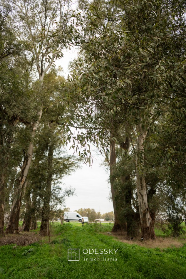 Cañuelas -17 ha en venta 