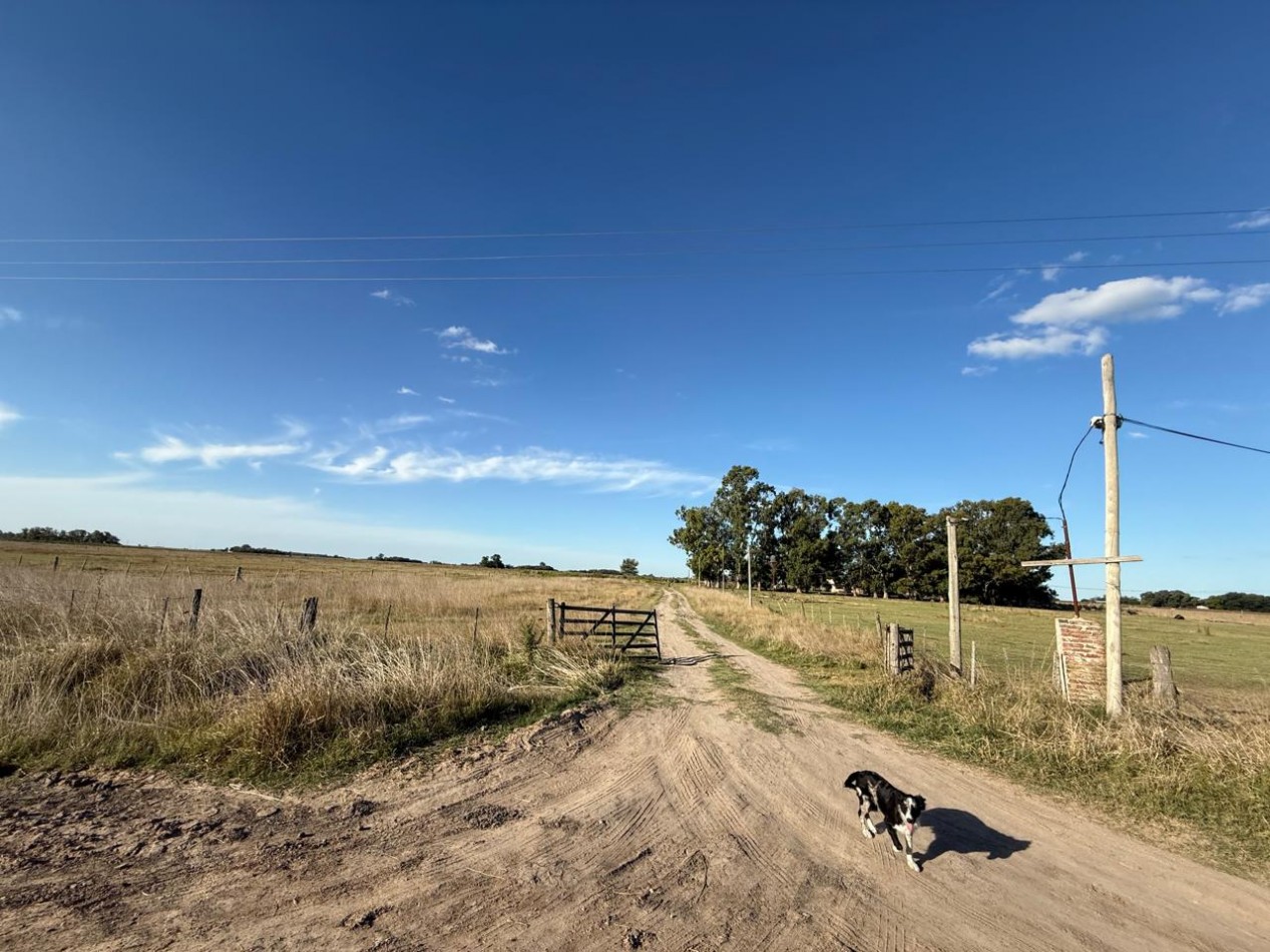 Udaondo, Cañuelas - 45 ha en venta 