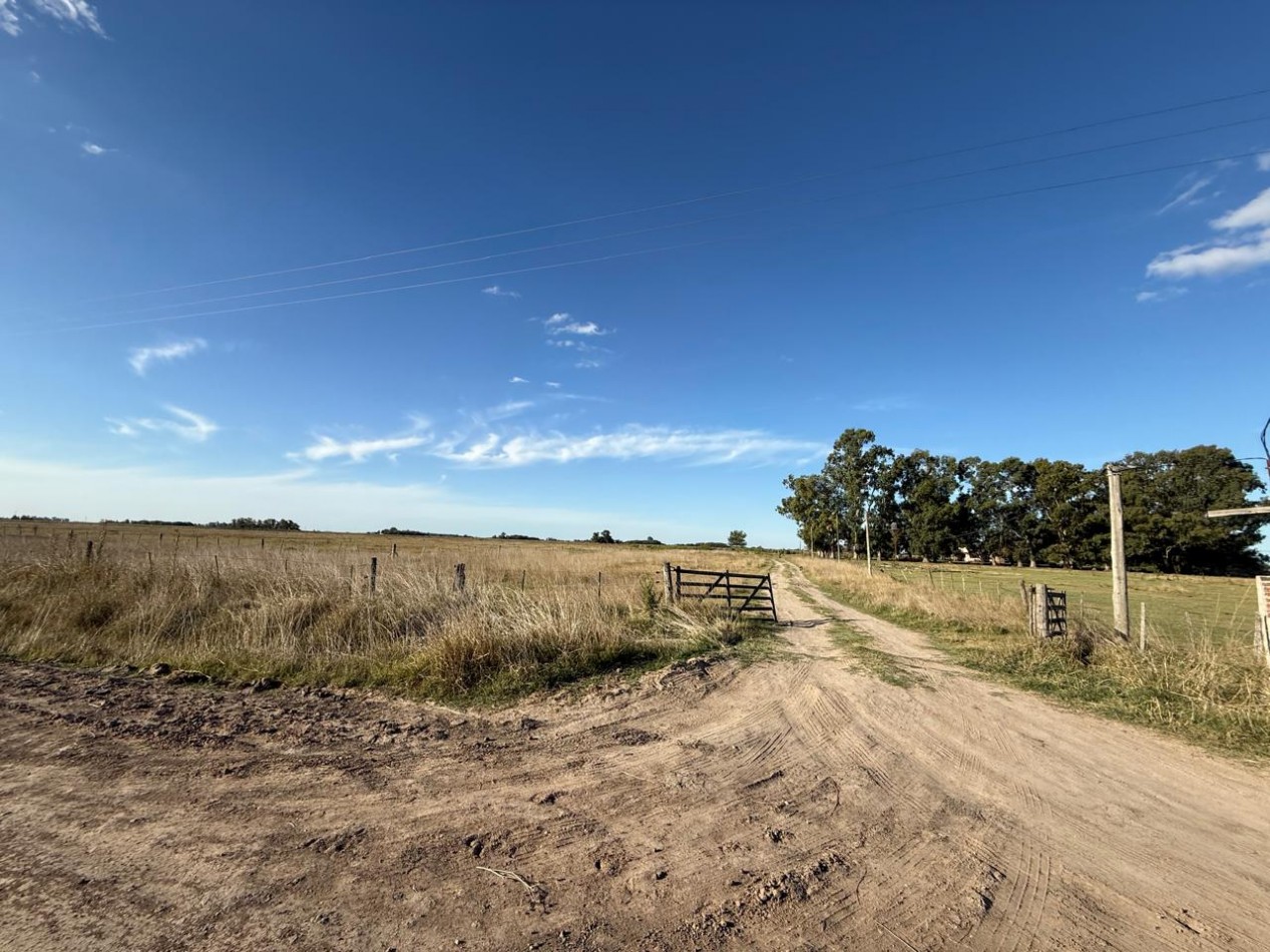 Udaondo, Cañuelas - 45 ha en venta 