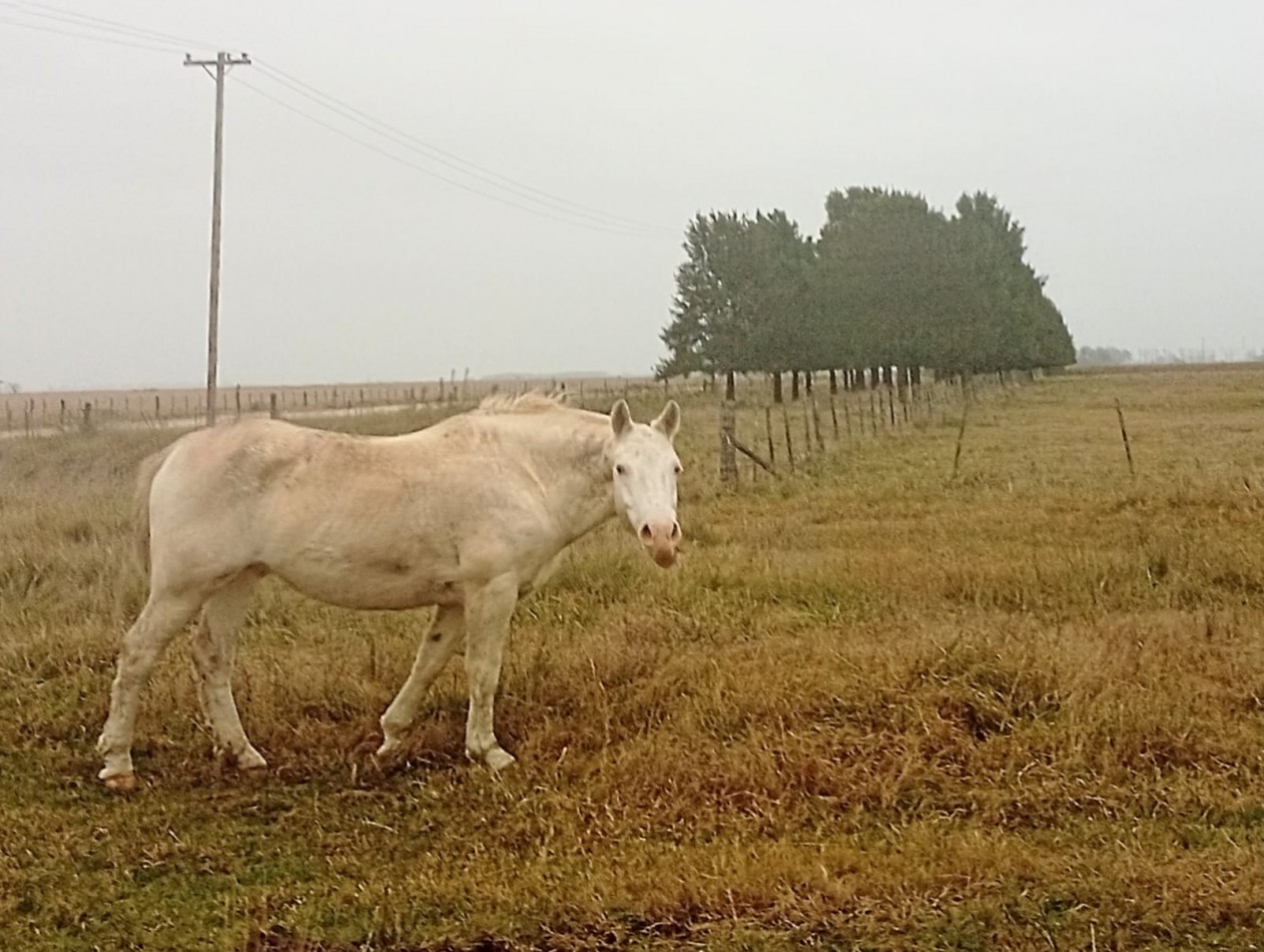 Udaondo, Cañuelas - 45 ha en venta 