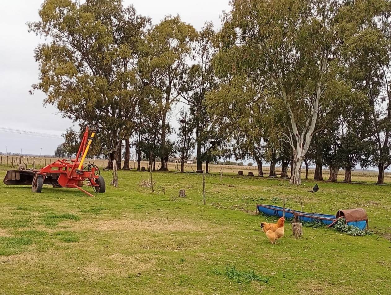 Udaondo, Cañuelas - 45 ha en venta 