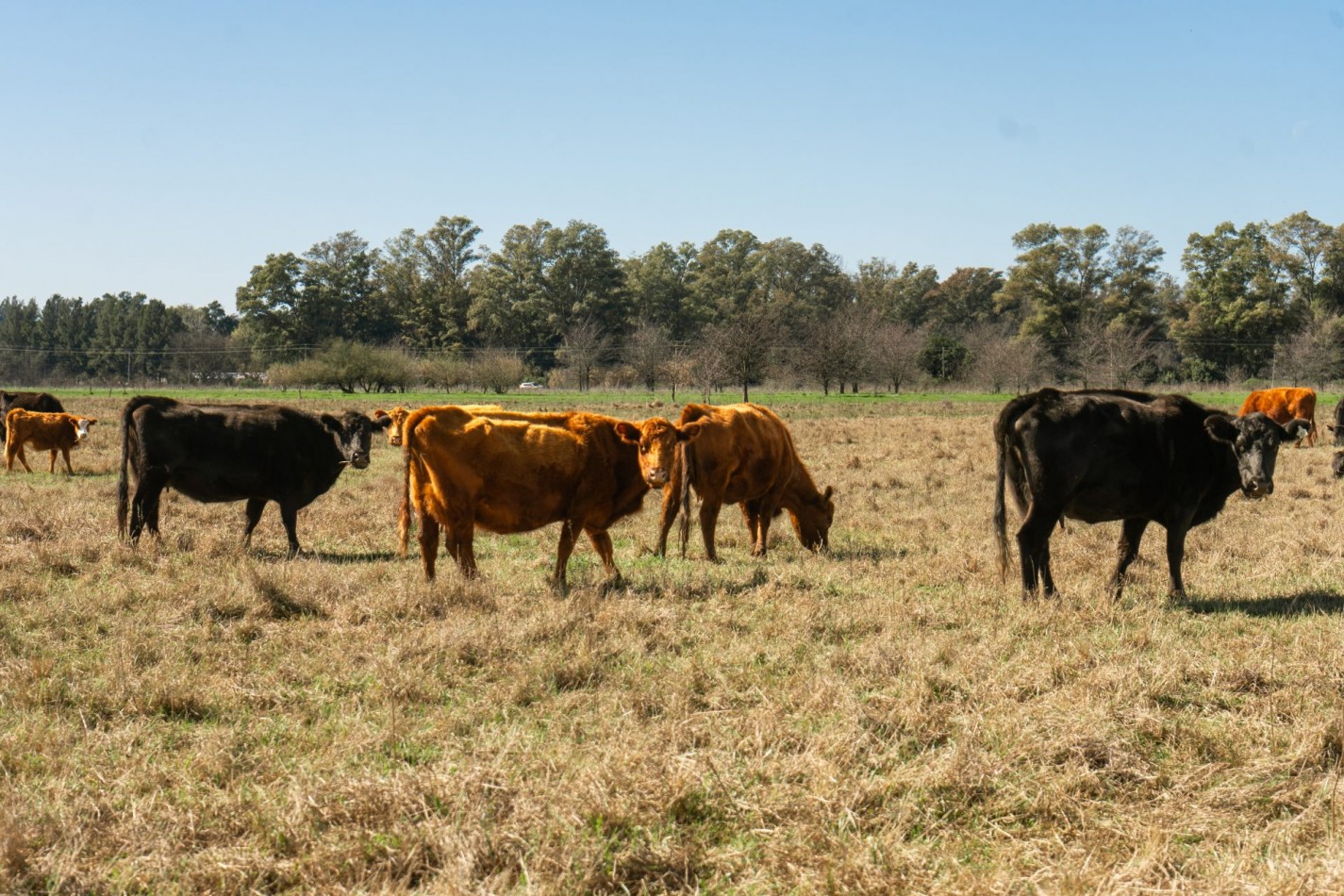 LOS FRESNOS -QUINTAS DE URIBE -Lotes de 2000 a 2800 m2 
